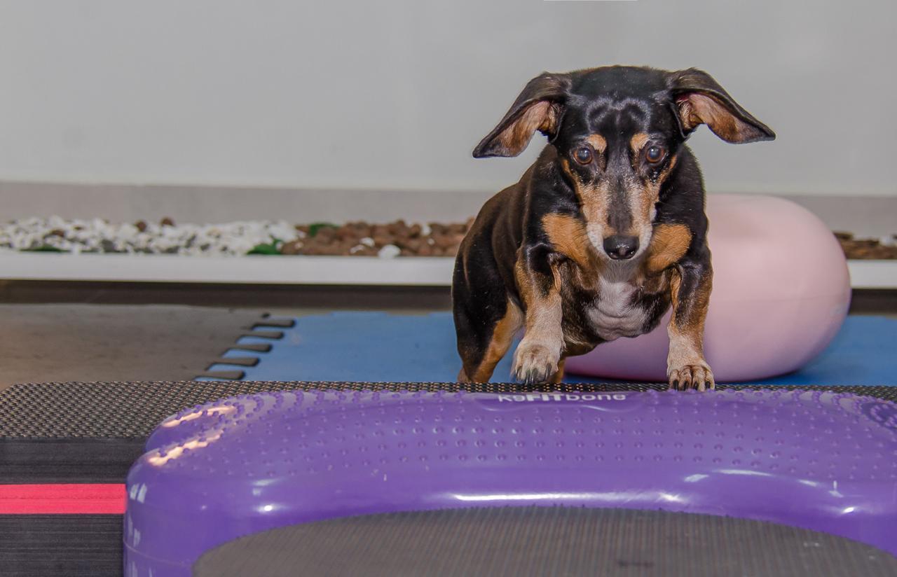 Dachshund em exercício de equilíbrio na fisioterapia