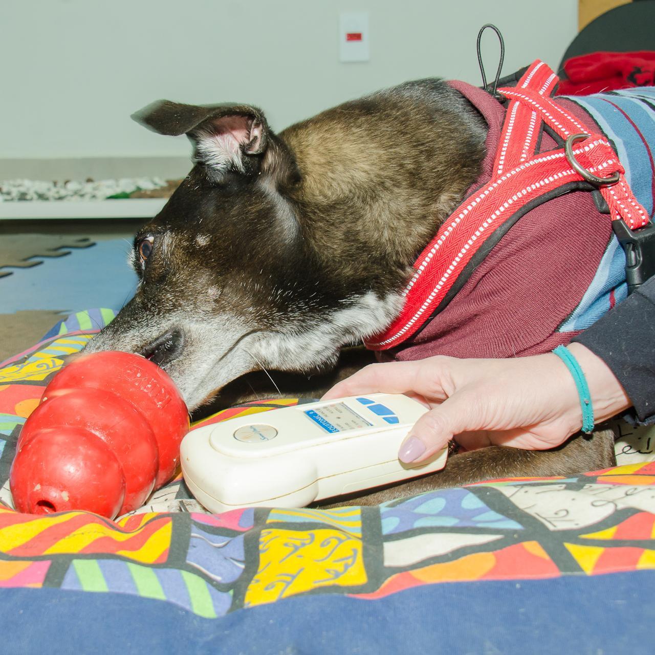 Pet em sessão com aparelho de infrassom no Instituto InVita Pet