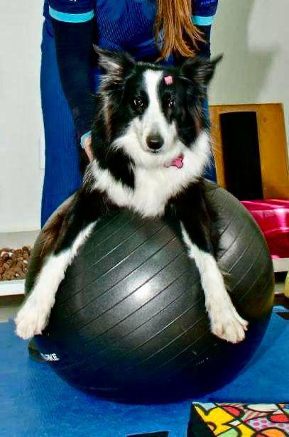 Cão em exercício de cinesioterapia com bola